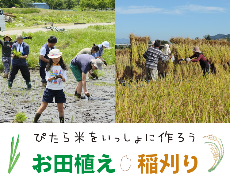 ぴたら米をいっしょに作ろう お田植え＆稲刈り